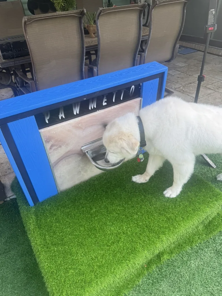 A puppy drinking from the Pawmetto branded fountain
