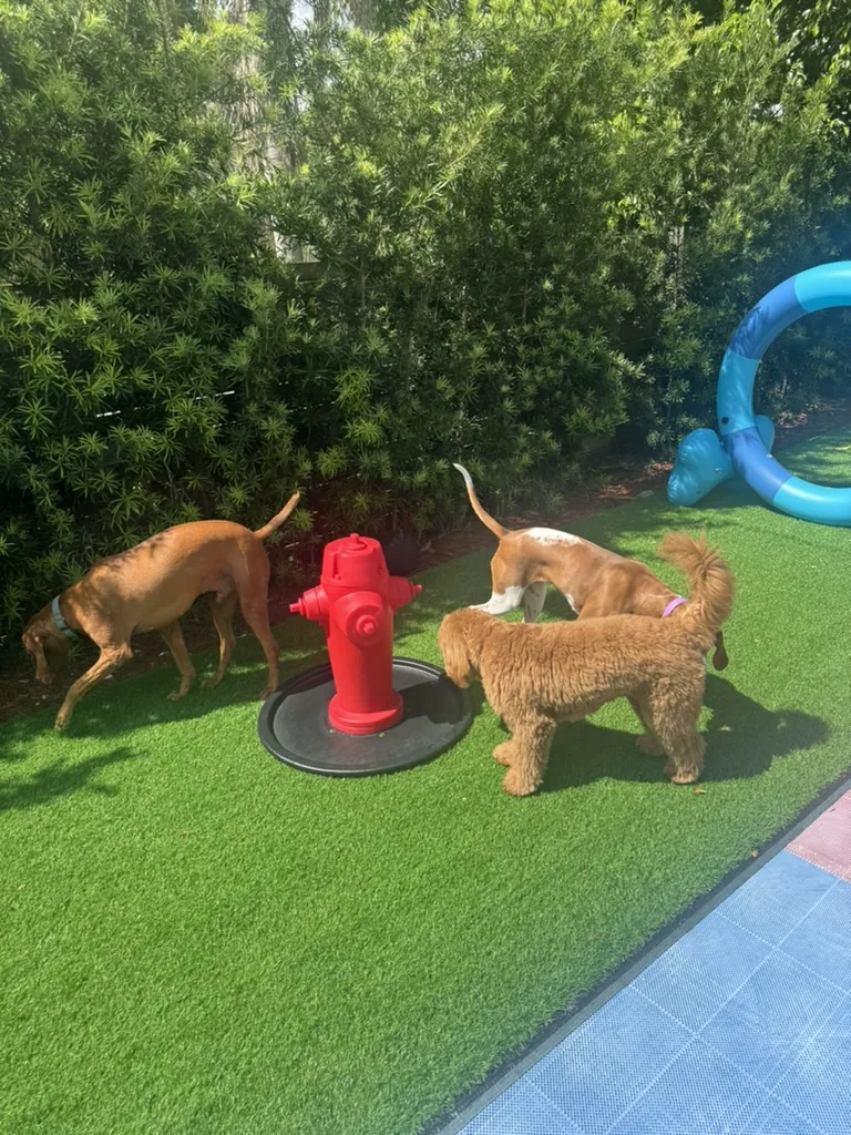 Three dogs gathered around the play yard's fire hydrant