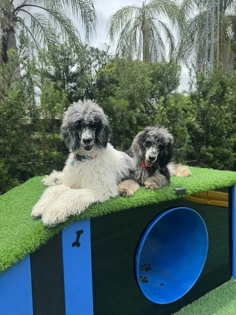 Billy and Gina, the resident Pawmetto poodles, on the playhouse