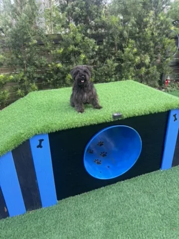 A small dog playing on top of the playhouse