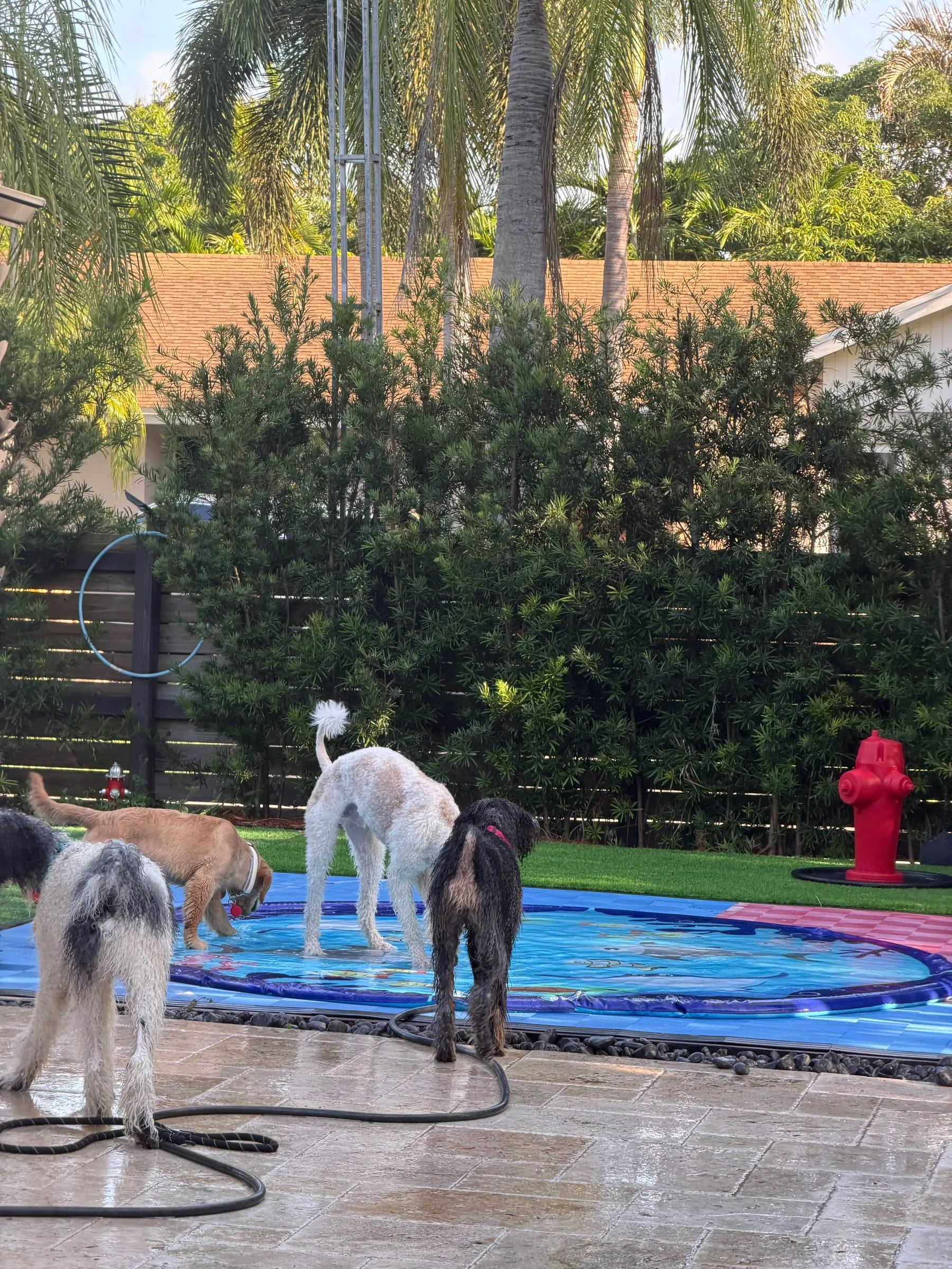 A group of dogs playing in the splash pad in the play yard